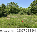 Red poppies in the season of fresh green leaves 139796594