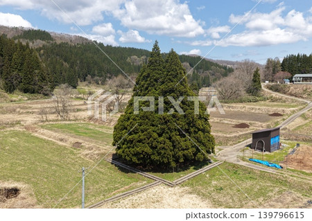 Totoro Tree: An aerial photograph taken from a diagonal angle, showing a single giant tree towering over the rural landscape of Sakagawa Village. Totoro Tree: An aerial photograph taken from a diagonal angle, showing a single giant tree towering over the rural landscape of Sakagawa Village. 139796615