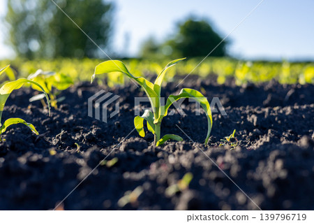 Tiny corn plants emerge from the dark soil in a field under bright sunlight. Green leaves show growth in the early stage of development Tiny corn plants emerge from the dark soil in a field under bright sunlight. Green leaves show growth in the early stage of development 139796719