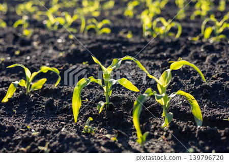 Small corn sprouts emerge from dark soil under sunlight, showing growth in a field during a bright day Small corn sprouts emerge from dark soil under sunlight, showing growth in a field during a bright day 139796720