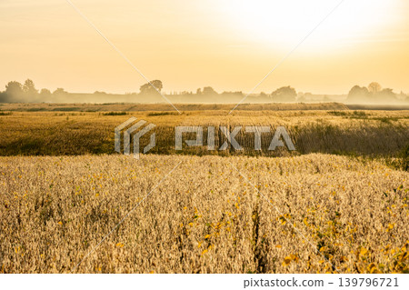 A soybean field is visible at sunset, showcasing ripe plants under the warm light of evening. The sky has a soft glow A soybean field is visible at sunset, showcasing ripe plants under the warm light of evening. The sky has a soft glow 139796721