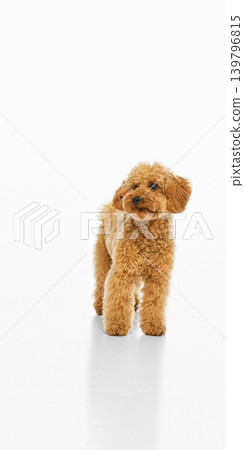 Fluffy brown poodle standing on white studio background with copy space. Fluffy brown poodle standing on white studio background with copy space. 139796815