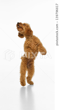 Playful brown poodle jumping on white studio background. Playful brown poodle jumping on white studio background. 139796817