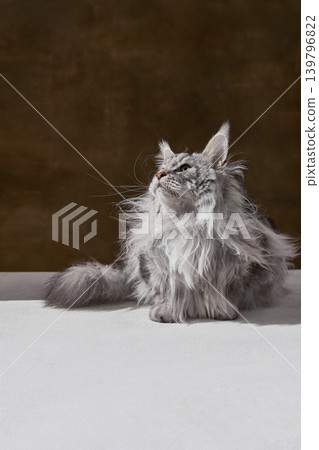 Silver maine coon cat looking up with fluffy fur and dramatic studio light. Silver maine coon cat looking up with fluffy fur and dramatic studio light. 139796822