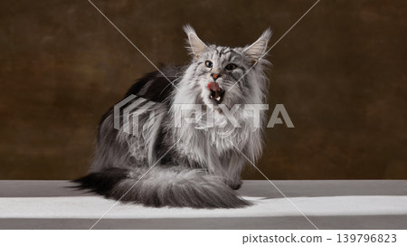 Long haired maine coon cat licking nose on warm studio background. Long haired maine coon cat licking nose on warm studio background. 139796823