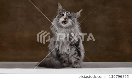 Silver maine coon cat meowing against warm brown background in studio. Silver maine coon cat meowing against warm brown background in studio. 139796825