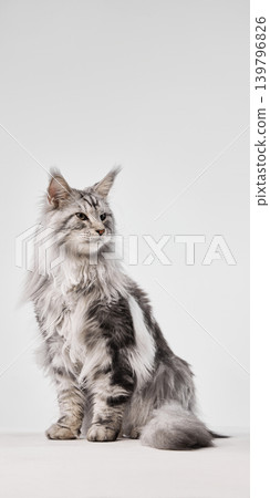 Silver maine coon cat sitting in studio with elegant side profile and copy space. Silver maine coon cat sitting in studio with elegant side profile and copy space. 139796826