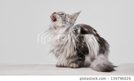 Long haired maine coon cat licking nose on white studio background. Long haired maine coon cat licking nose on white studio background. 139796828