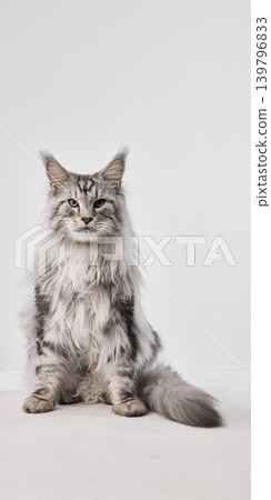 Majestic silver maine coon cat sitting on white background with proud calm expression Majestic silver maine coon cat sitting on white background with proud calm expression 139796833
