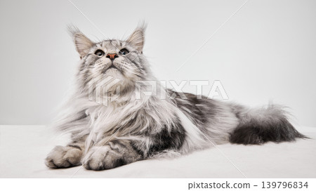 Fluffy silver maine coon cat lying in studio with alert eyes and soft fur. Fluffy silver maine coon cat lying in studio with alert eyes and soft fur. 139796834