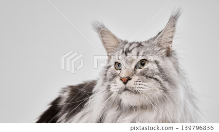 Close up portrait of silver Maine Coon cat with expressive eyes and textured fluffy fur. Close up portrait of silver Maine Coon cat with expressive eyes and textured fluffy fur. 139796836