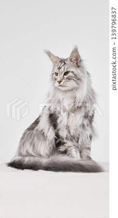 Elegant silver Maine Coon cat sitting in profile on white studio background with long tail. Elegant silver Maine Coon cat sitting in profile on white studio background with long tail. 139796837