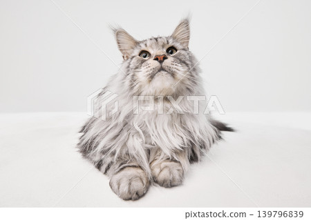 Fluffy Maine Coon cat looking up resting front view on clean white background. Fluffy Maine Coon cat looking up resting front view on clean white background. 139796839