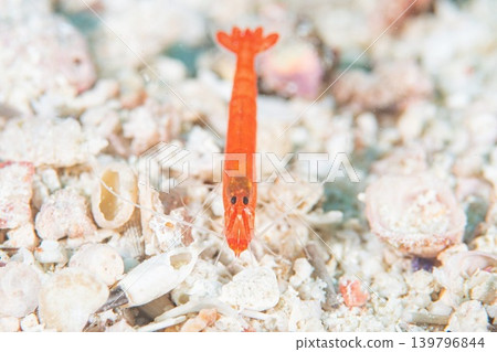 Ogami Teppo Shrimp 139796844
