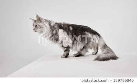 Side view of large silver Maine Coon cat standing on white studio platform Side view of large silver Maine Coon cat standing on white studio platform 139796846