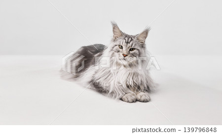 Fluffy Maine Coon cat lying calmly on white studio floor with copy space Fluffy Maine Coon cat lying calmly on white studio floor with copy space 139796848