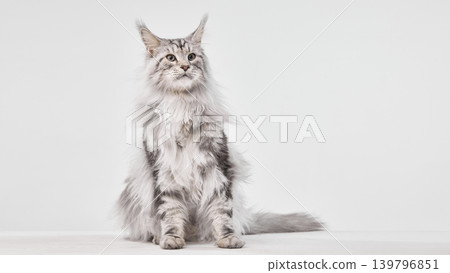 Majestic Maine Coon cat sitting on white studio background with elegant fluffy fur. Majestic Maine Coon cat sitting on white studio background with elegant fluffy fur. 139796851