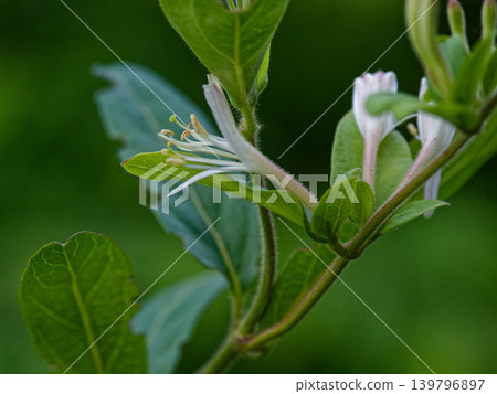 Evergreen climbing woody plant Caprifoliaceae Honeysuckle flower Evergreen climbing woody plant Caprifoliaceae Honeysuckle flower 139796897