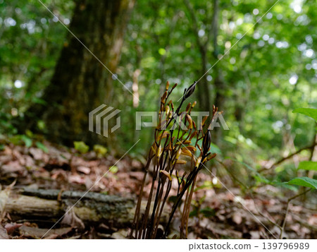 Mycoheterotrophic plant, Orchidaceae, Enshuumyouran Mycoheterotrophic plant, Orchidaceae, Enshuumyouran 139796989