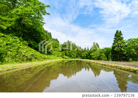Blue sky and forest reflected in rice paddies before planting. Blue sky and forest reflected in rice paddies before planting. 139797136