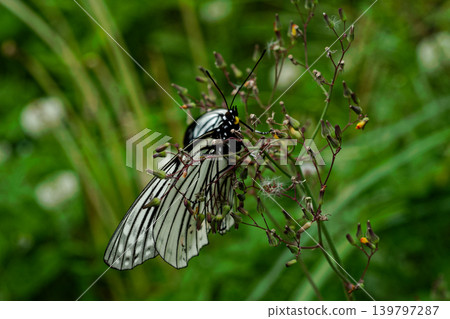 Specified Alien Species Nymphalidae Red-bellied Tiger Spring type ♀ Specified Alien Species Nymphalidae Red-bellied Tiger Spring type ♀ 139797287