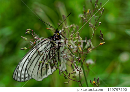 Specified Alien Species Nymphalidae Red-bellied Tiger Spring type ♀ 139797290