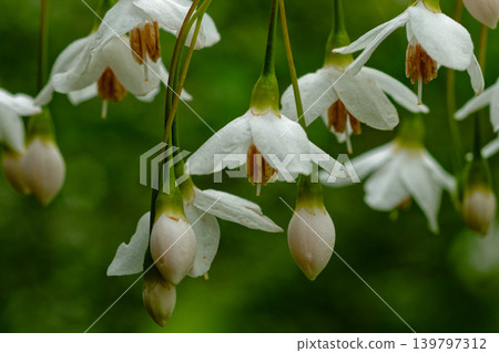 初夏的到來 純白的蘇合香花 初夏的到來 純白的蘇合香花 139797312