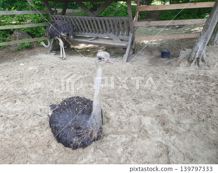 African ostrich lying on the sand in the ecopark enclosure. Large bird with a long neck close-up African ostrich lying on the sand in the ecopark enclosure. Large bird with a long neck close-up 139797333