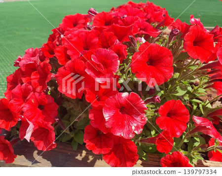Bright red petunias in a wooden flowerpot in the sun. Lush flowering bush of red petunia close-up Bright red petunias in a wooden flowerpot in the sun. Lush flowering bush of red petunia close-up 139797334