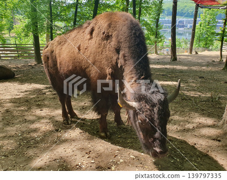 Majestic European bison in a natural park enclosure. Powerful bison with large horns close-up Majestic European bison in a natural park enclosure. Powerful bison with large horns close-up 139797335