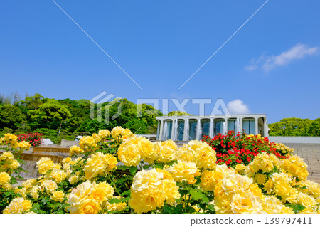 Blooming roses and a fountain in the garden at Suma Rikyu Park in Kobe 139797411