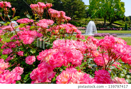 Blooming roses and a fountain in the garden at Suma Rikyu Park in Kobe Blooming roses and a fountain in the garden at Suma Rikyu Park in Kobe 139797417