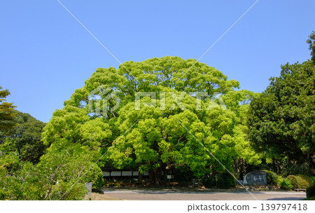 神戶市須磨離宮公園內的一棵大樟樹 神戶市須磨離宮公園內的一棵大樟樹 139797418