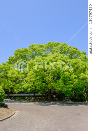 神戶市須磨離宮公園內的一棵大樟樹 神戶市須磨離宮公園內的一棵大樟樹 139797420