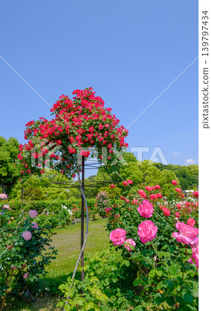 神戶市須磨利休公園花園裡的春玫瑰盛開。 神戶市須磨利休公園花園裡的春玫瑰盛開。 139797434