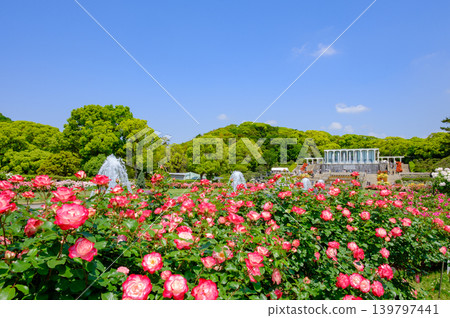 Blooming roses and a fountain in the garden at Suma Rikyu Park in Kobe Blooming roses and a fountain in the garden at Suma Rikyu Park in Kobe 139797441
