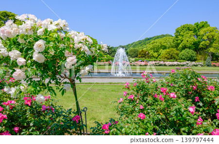 神戶須磨離宮公園花園裡盛開的玫瑰和噴泉 神戶須磨離宮公園花園裡盛開的玫瑰和噴泉 139797444