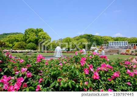 神戶須磨離宮公園花園裡盛開的玫瑰和噴泉 139797445