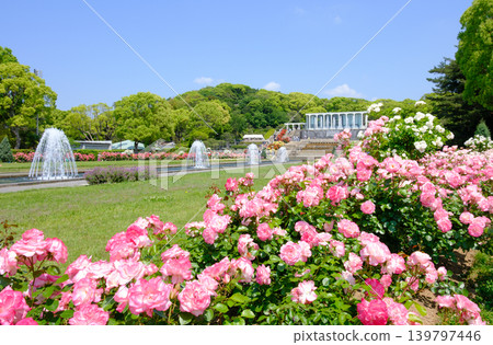 神戶須磨離宮公園花園裡盛開的玫瑰和噴泉 139797446