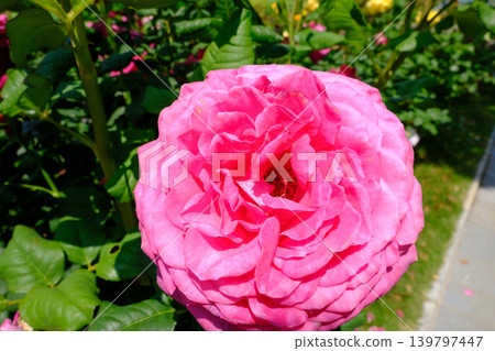 Spring roses in full bloom in the garden at Suma Rikyu Park in Kobe City. Spring roses in full bloom in the garden at Suma Rikyu Park in Kobe City. 139797447