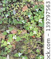I took a bird's-eye view of wild plants like Houttuynia cordata growing along the roadside. 139797563