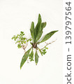 Photographing weeds against a white background in a botanical style. 139797564