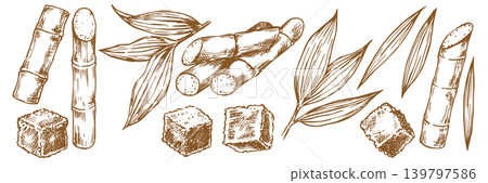 Sugarcane. A set of sketch illustrations. Cane stems and leaves, brown sugar Sugarcane. A set of sketch illustrations. Cane stems and leaves, brown sugar 139797586