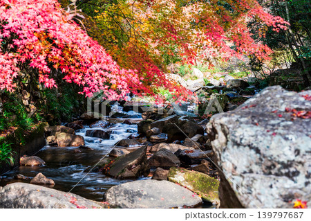 Gokei Gorge: Late Autumn Scenery - Autumn Leaves and Stream 2, Soja City, Okayama Prefecture Gokei Gorge: Late Autumn Scenery - Autumn Leaves and Stream 2, Soja City, Okayama Prefecture 139797687