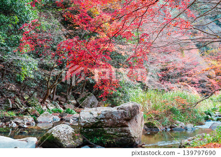 Gokei Gorge: Late Autumn Scenery - Autumn Leaves and Stream 5, Soja City, Okayama Prefecture Gokei Gorge: Late Autumn Scenery - Autumn Leaves and Stream 5, Soja City, Okayama Prefecture 139797690