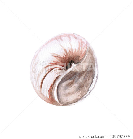 A swirling seashell. This isolated watercolor illustration is perfect for designs related to beach holidays, the sea, and natural materials, as well as for textiles, postcards, and souvenirs. A swirling seashell. This isolated watercolor illustration is perfect for designs related to beach holidays, the sea, and natural materials, as well as for textiles, postcards, and souvenirs. 139797829