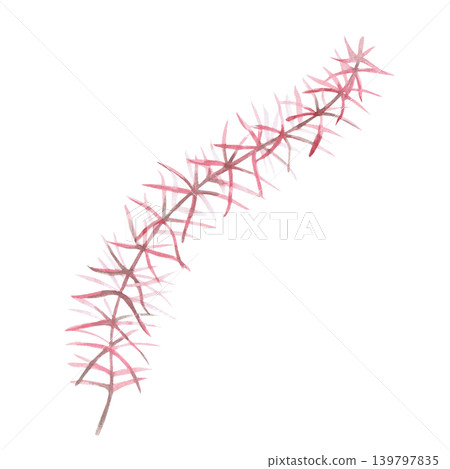 A branch of pink seaweed shaped like a spruce tree. This isolated watercolor illustration is suitable for nature- and ecology-related designs, as well as for cards, textiles, and decorative elements. A branch of pink seaweed shaped like a spruce tree. This isolated watercolor illustration is suitable for nature- and ecology-related designs, as well as for cards, textiles, and decorative elements. 139797835