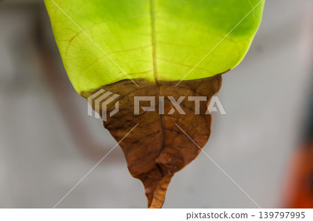 Close Up of Mango Leaf with Dry Brown Tip Showing Plant Stress and Natural Damage 139797995