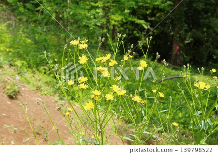 路邊盛開的黃色波斯菊 路邊盛開的黃色波斯菊 139798522