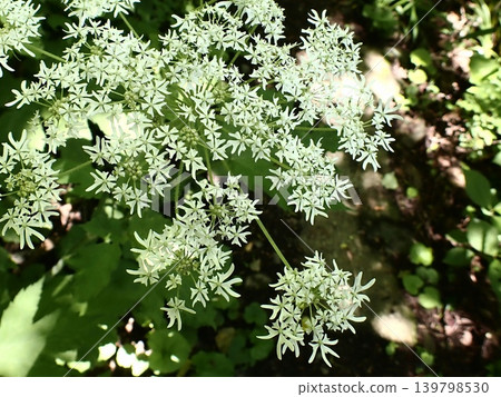 The flower pattern of Angelica acutiloba 139798530
